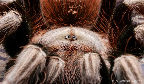 Posted by uReecezPeecez - 13 votes and 21 comments. . Tarantula collective